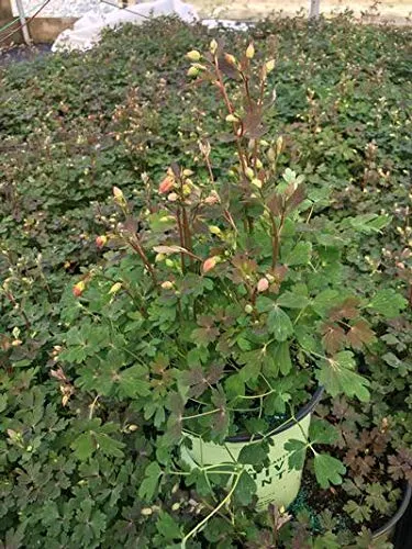 Little Lanterns Wild Columbine