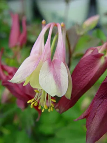 Little Lanterns Wild Columbine