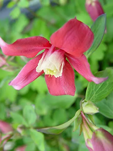 Little Lanterns Wild Columbine